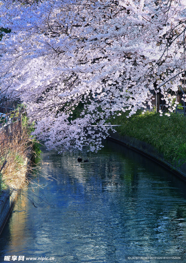 樱花树