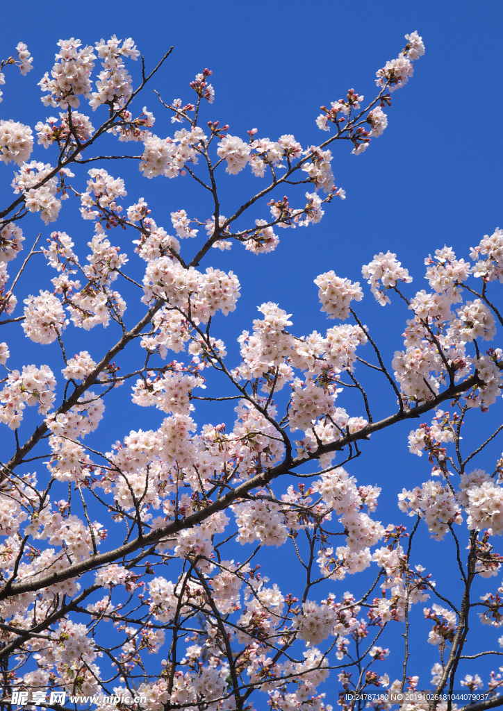 樱花树