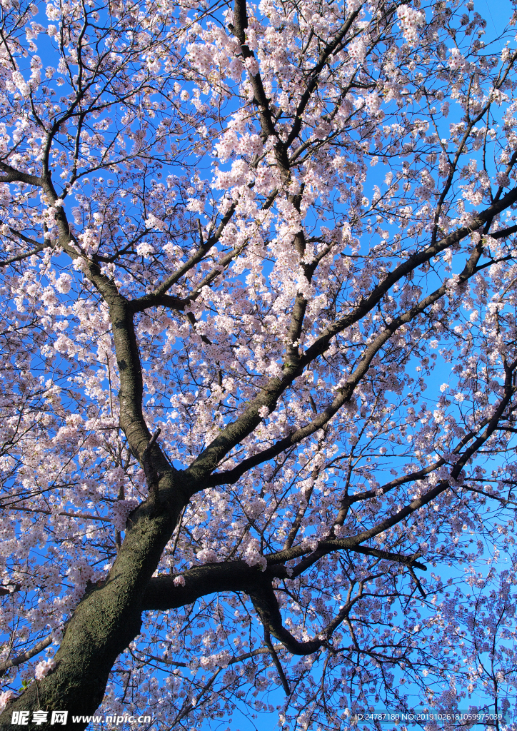 樱花树