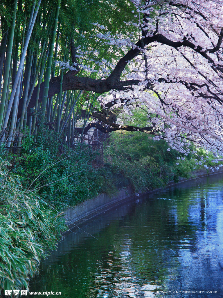 樱花树