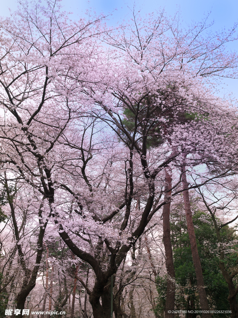 樱花树