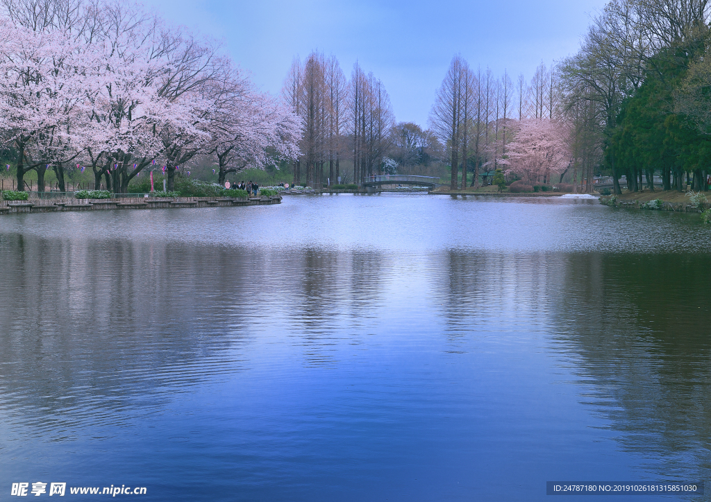 樱花树