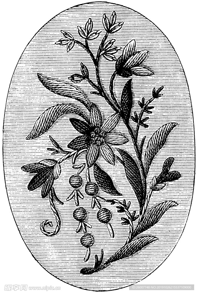 花纹
