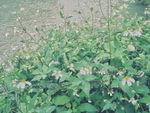 鬼针草 豆渣草 白花绿叶 花草