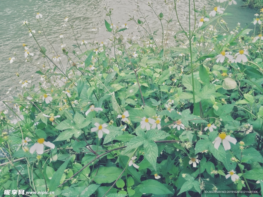 鬼针草 豆渣草 白花绿叶 花草