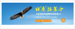 网站招聘banner