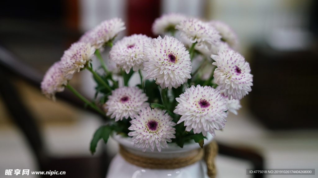 雏菊