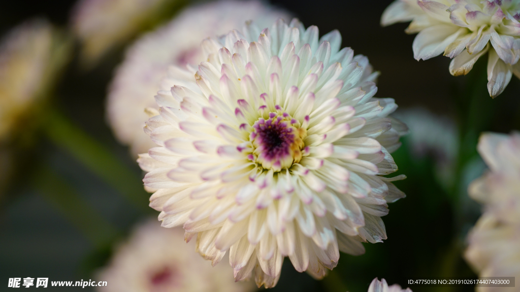 菊花