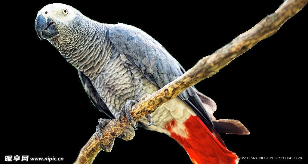 非洲灰鹦鹉