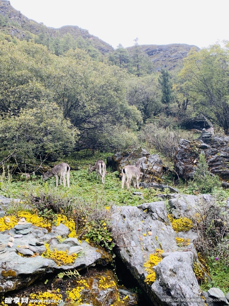 青苔 石头 小黄花   苔菁