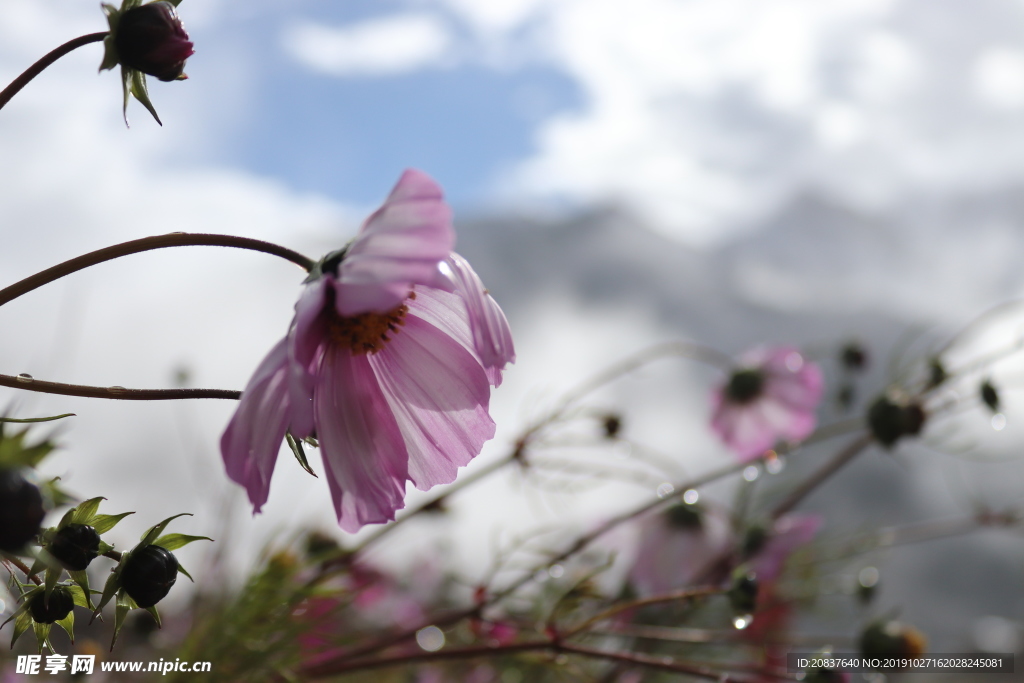 花 格桑花 花瓣 十二瓣格桑花