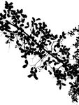 树叶 黑白 无缝 优雅 线条
