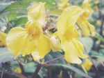 黄色 凤仙花 水金凤 植物