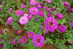 百日菊