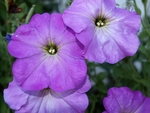牵牛花