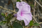 牵牛花