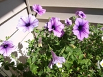 牵牛花