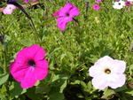 牵牛花