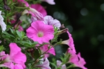 牵牛花