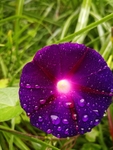 牵牛花
