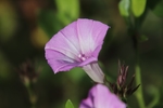 牵牛花