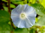 牵牛花