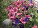 牵牛花