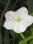牵牛花