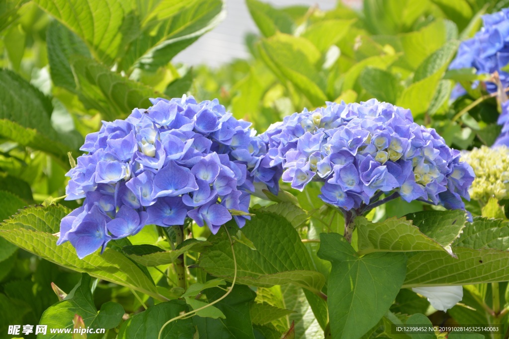 绣球花