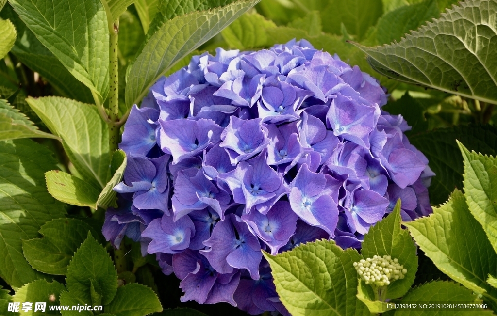 绣球花