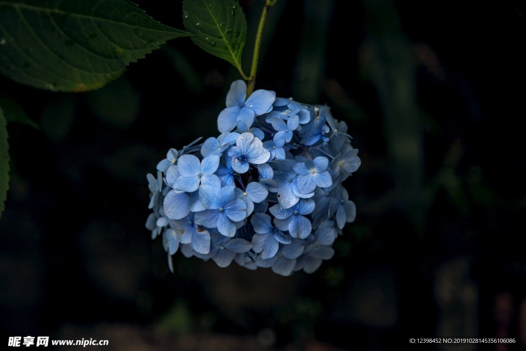 绣球花