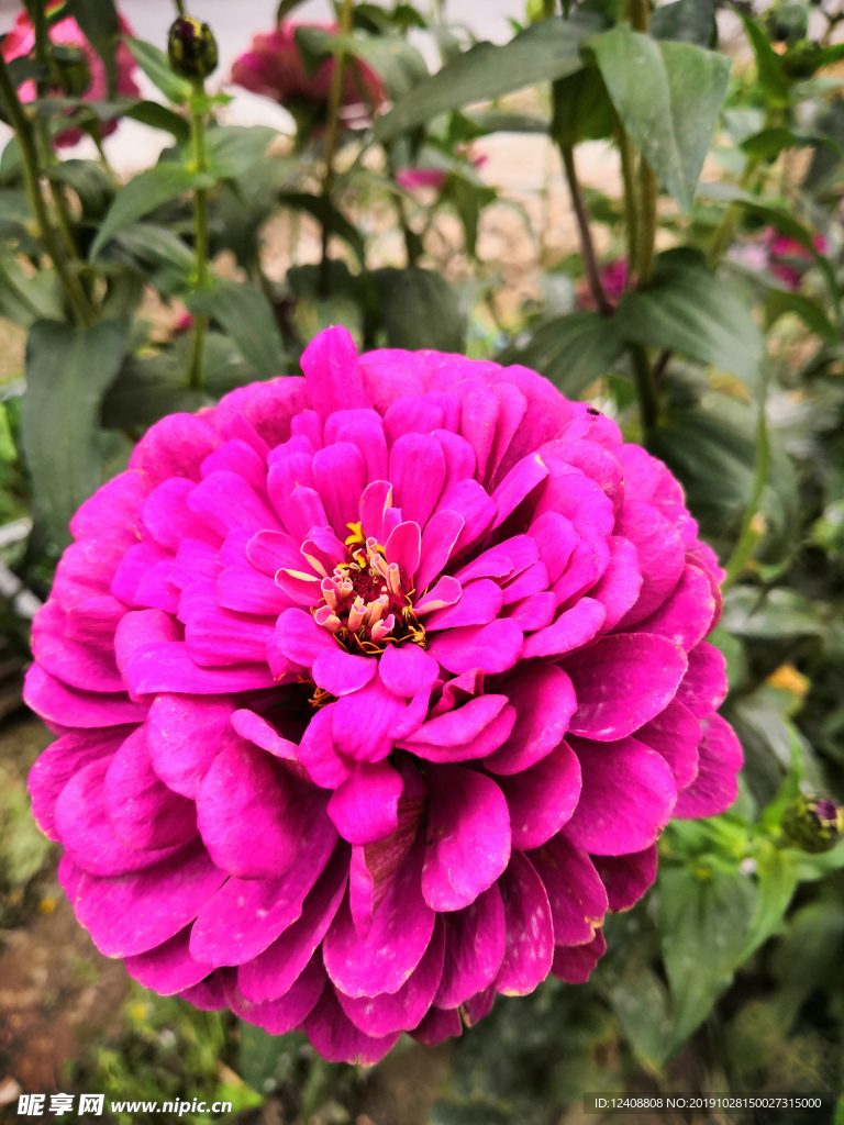 紫花