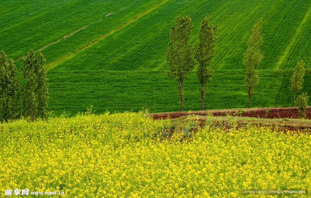 油菜花