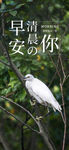 小清新早安