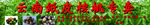 云南核桃
