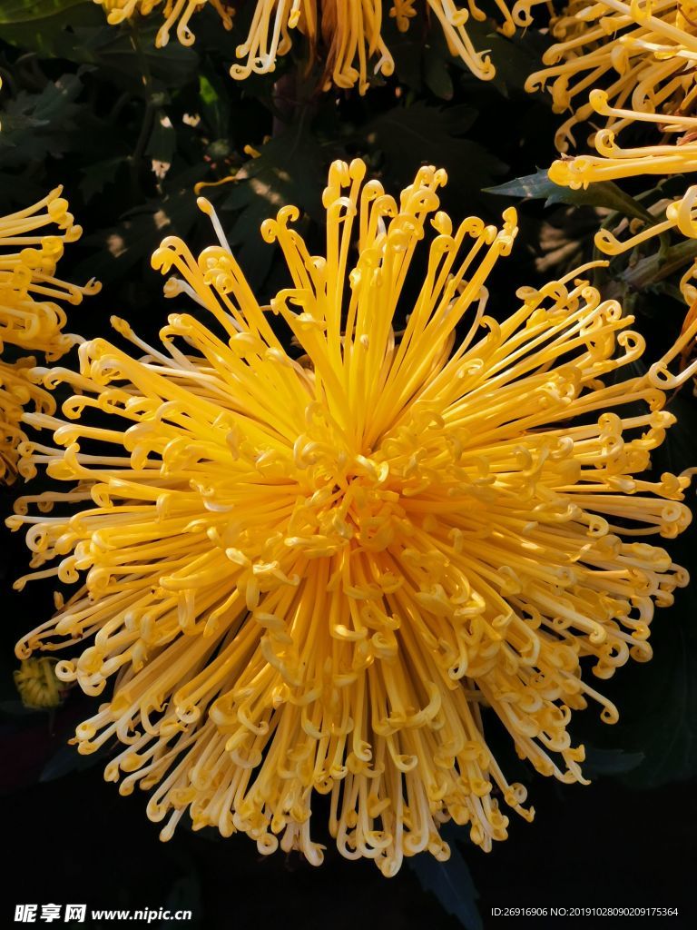 盛开的金菊