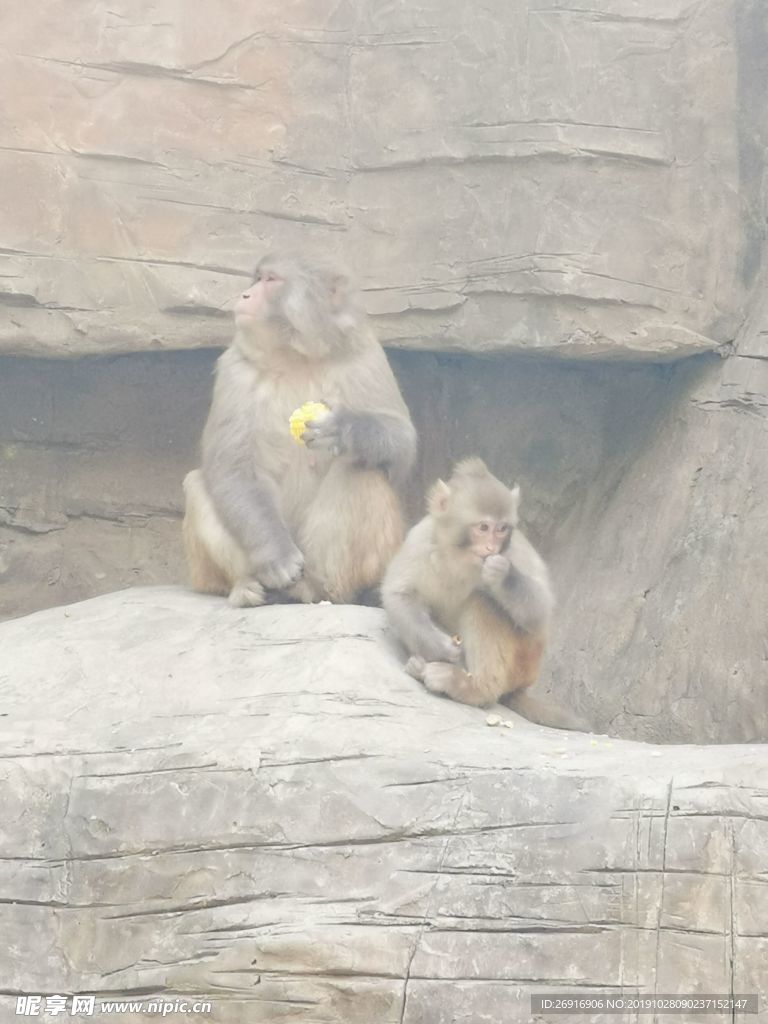 猴子吃玉米