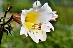百合