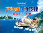 大连生蚝