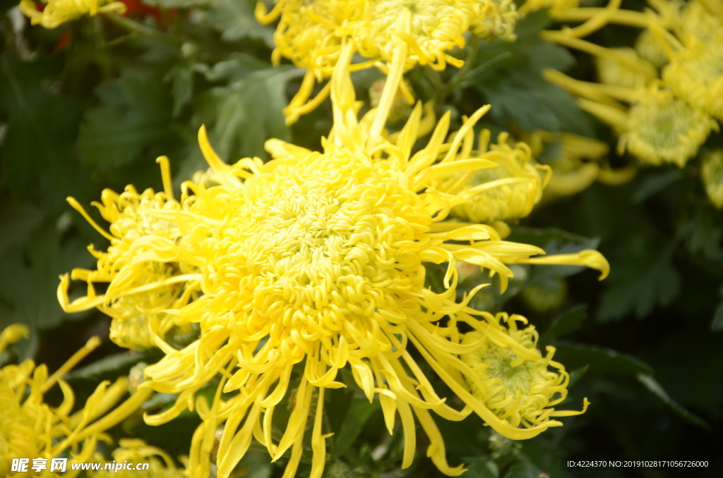 菊花