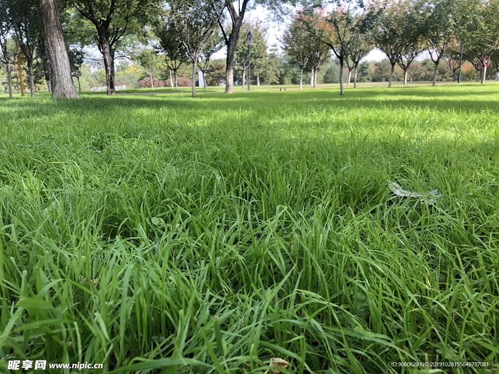风景 大树 草地 蓝天 小草