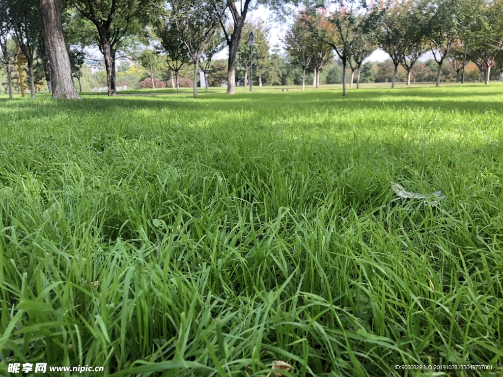 森林大树小草花朵户外草地风景图片素材-编号33016470-图行天下