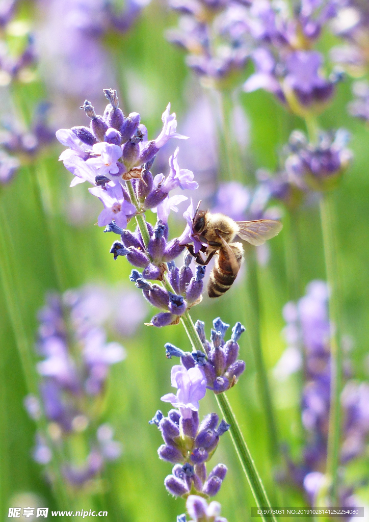 蜜蜂