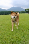 柴犬