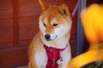 柴犬