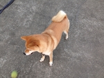 柴犬