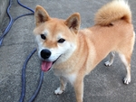 柴犬