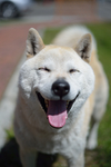 柴犬