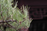 锦松