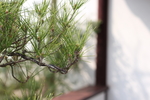 锦松